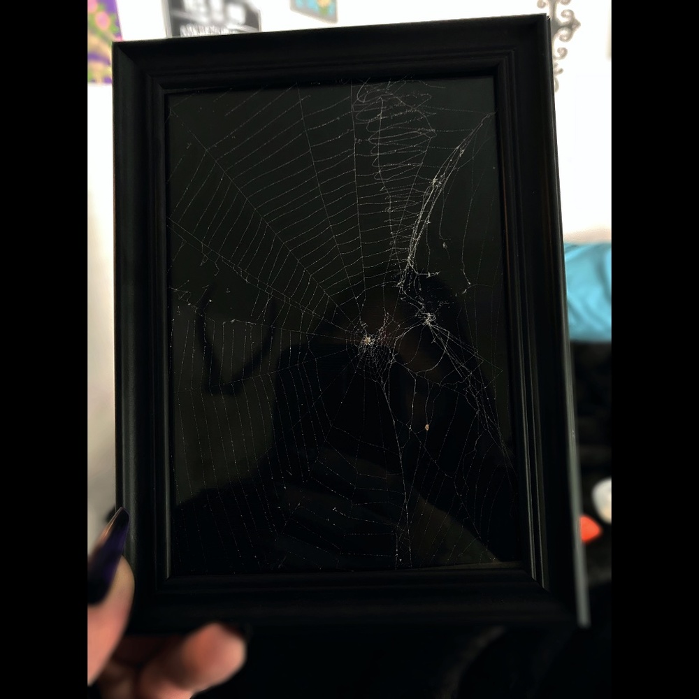 REAL orb weaver spider web cured in varnish